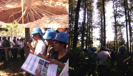 Forestal